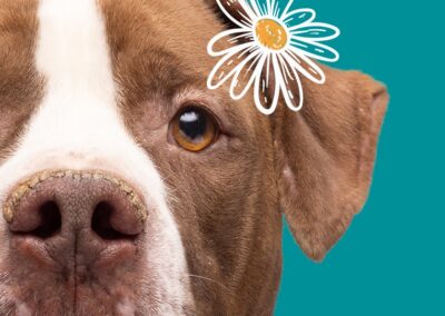 HCPR Pet Resources Foundation