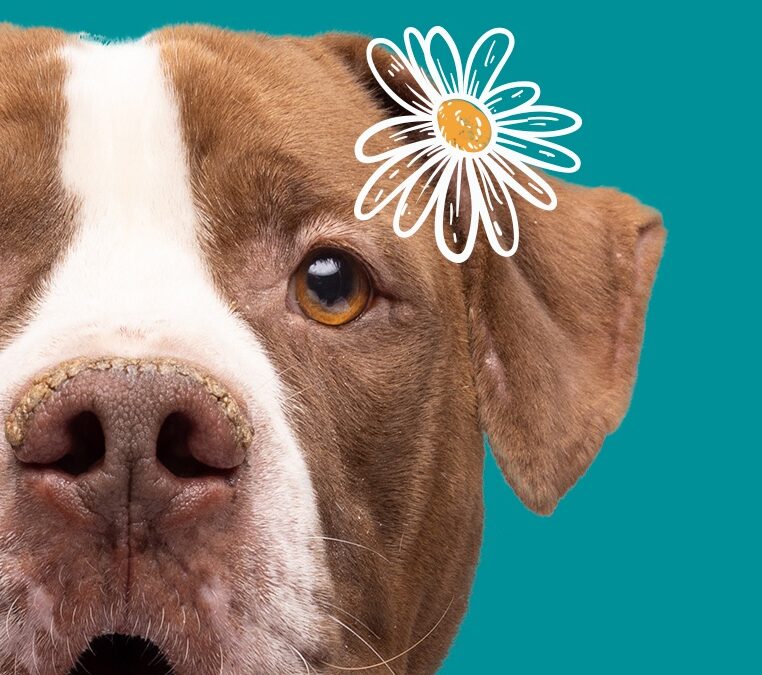 HCPR Pet Resources Foundation